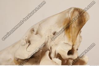 photo reference of skull 0013